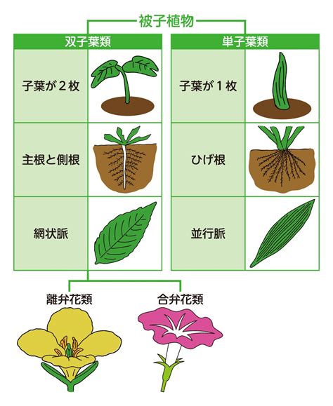 釘子花植物|被子植物